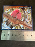 Galahs in Love