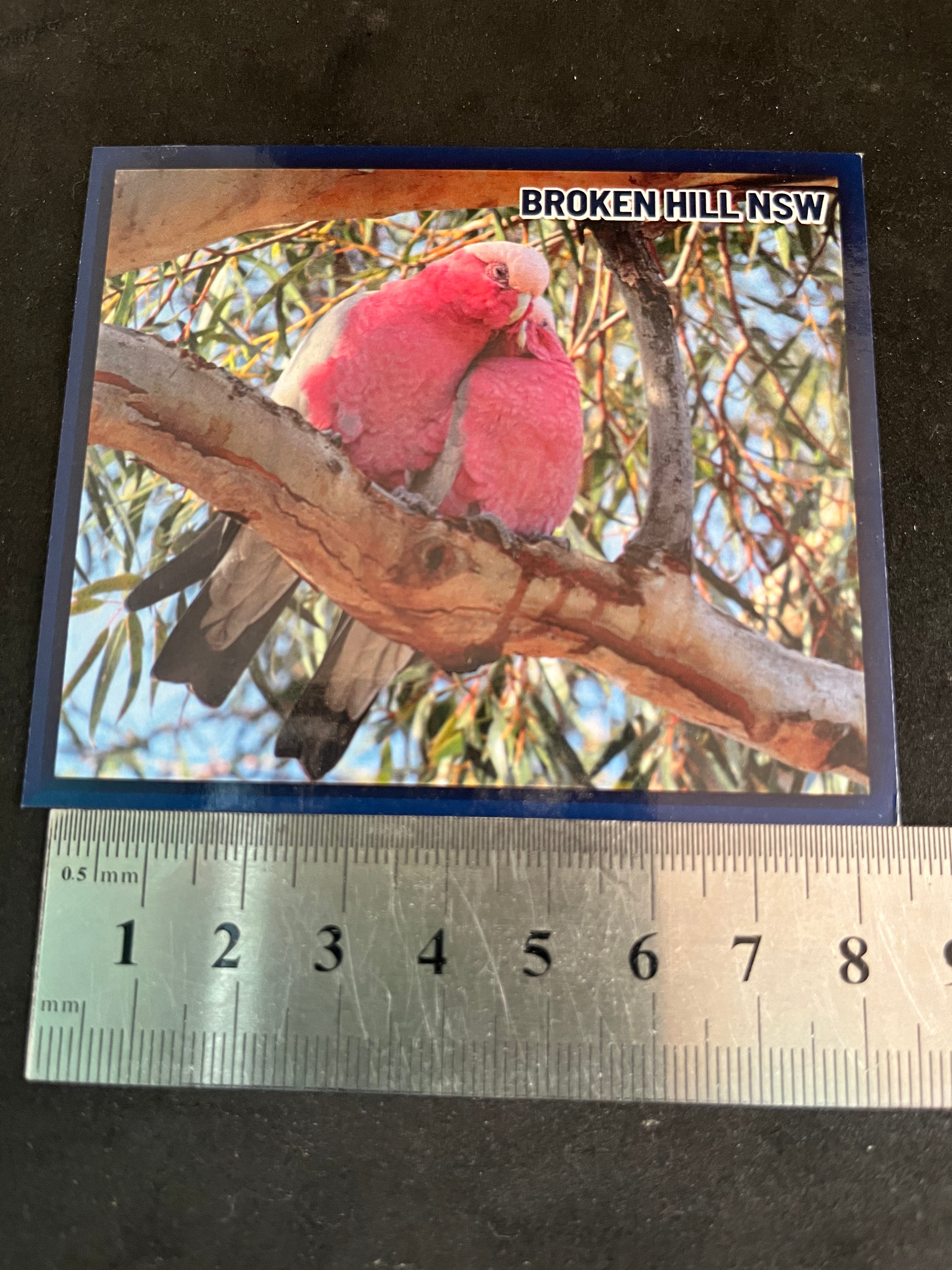 Galahs in Love