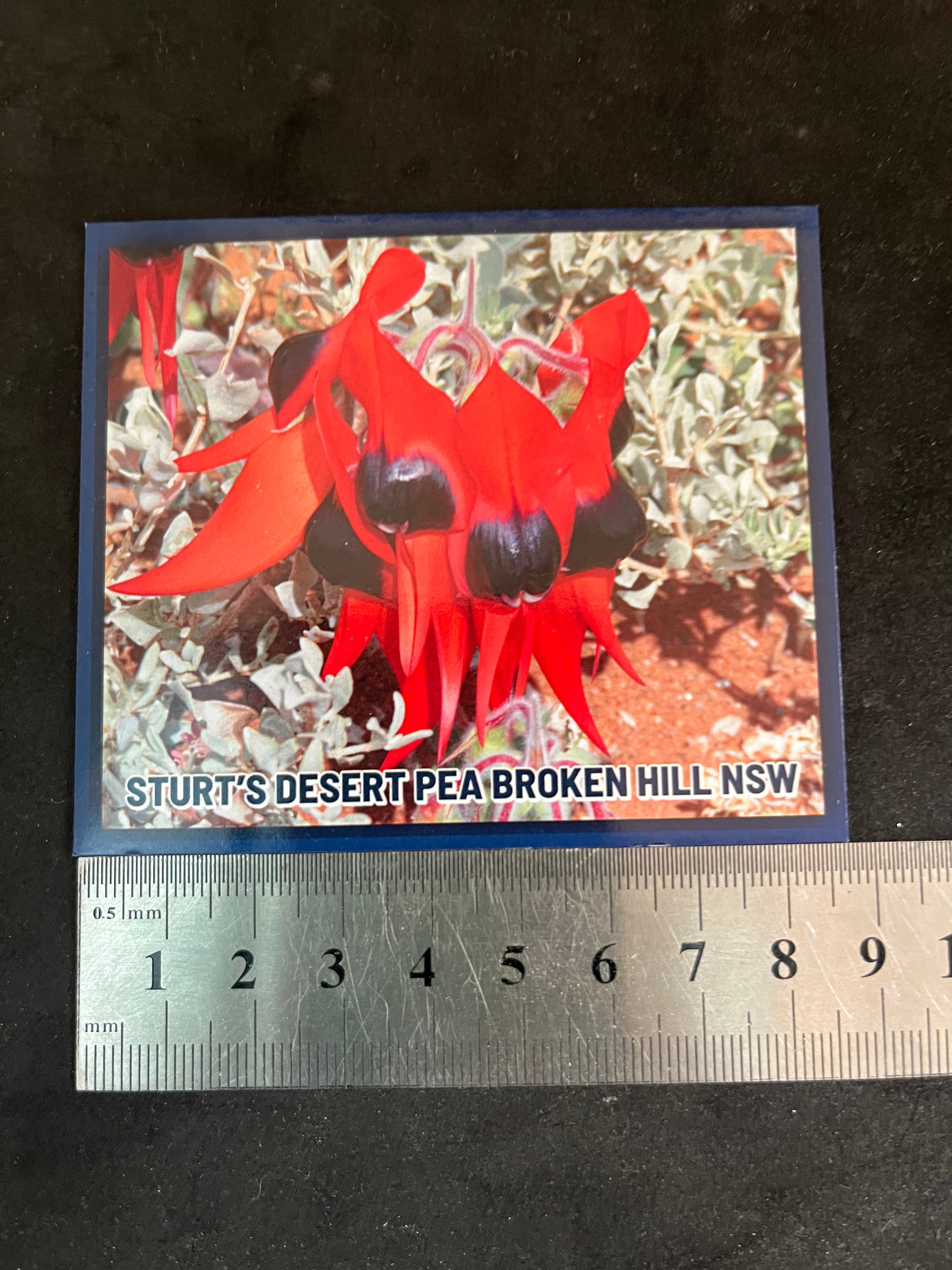 Sturt Desert Pea Flowers